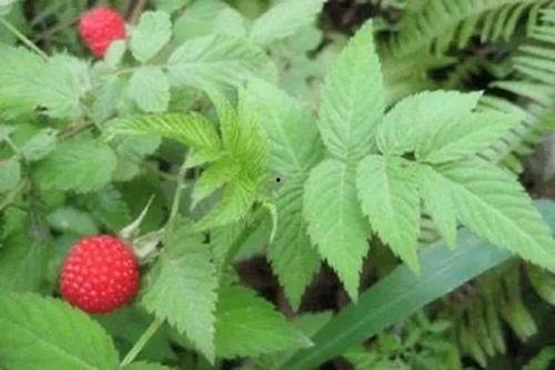 水莓100国产,探寻100国水莓种植奥秘  第3张