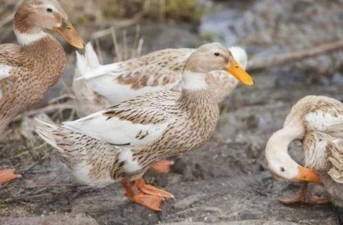 鸭子国产视频 第2张 鸭子国产视频 第2张